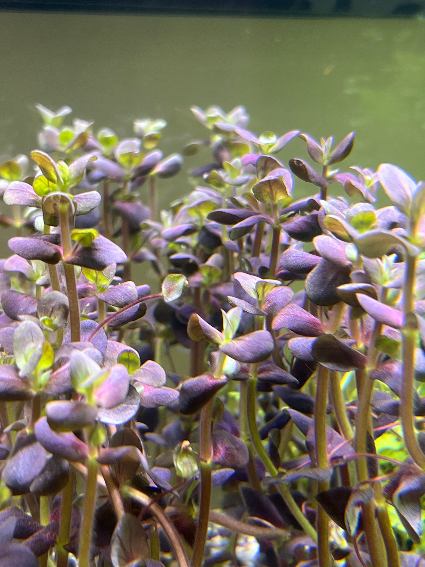 Bacopa Purple “Salzmannii