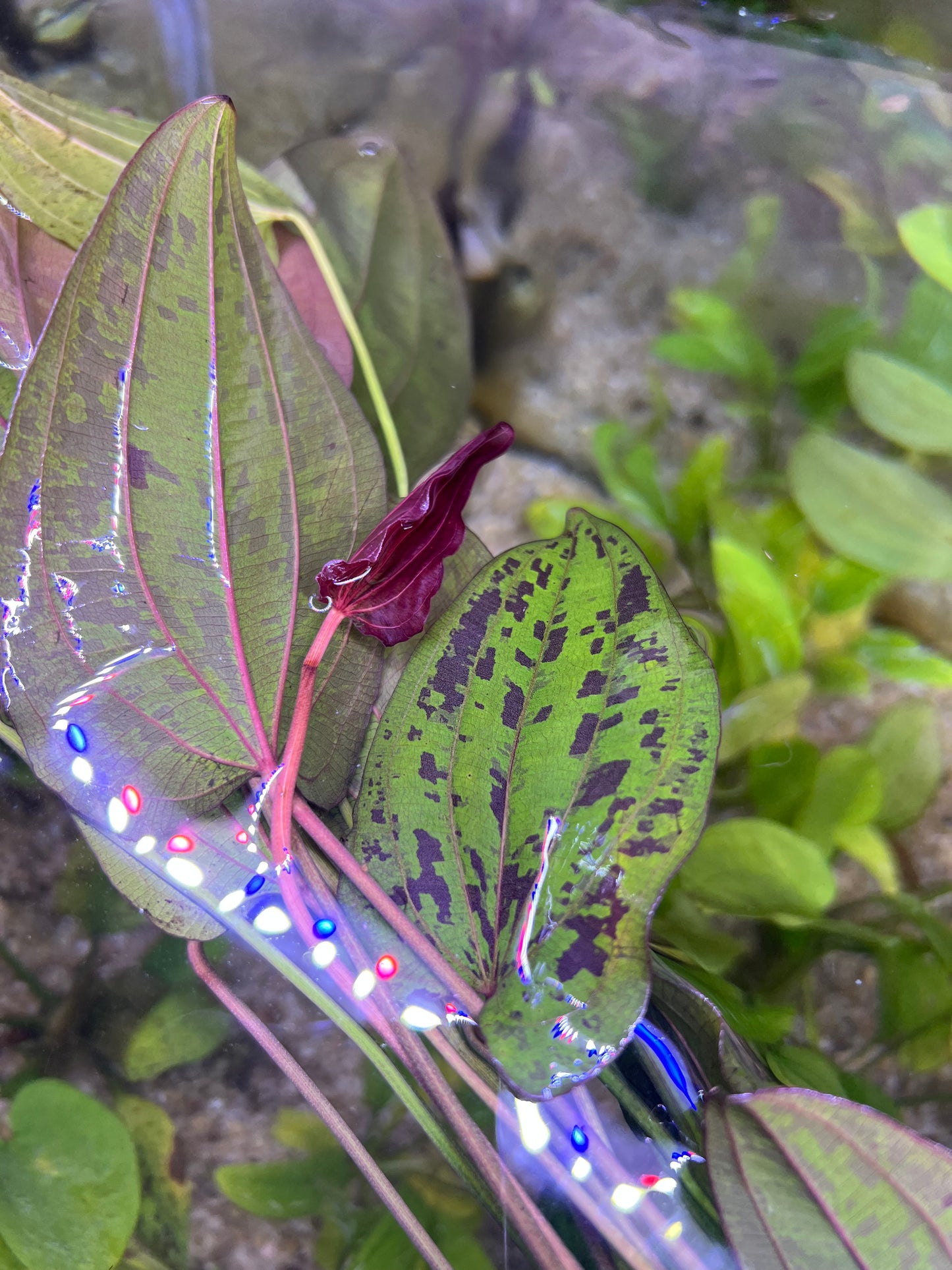 Echinodorus “Stardust”