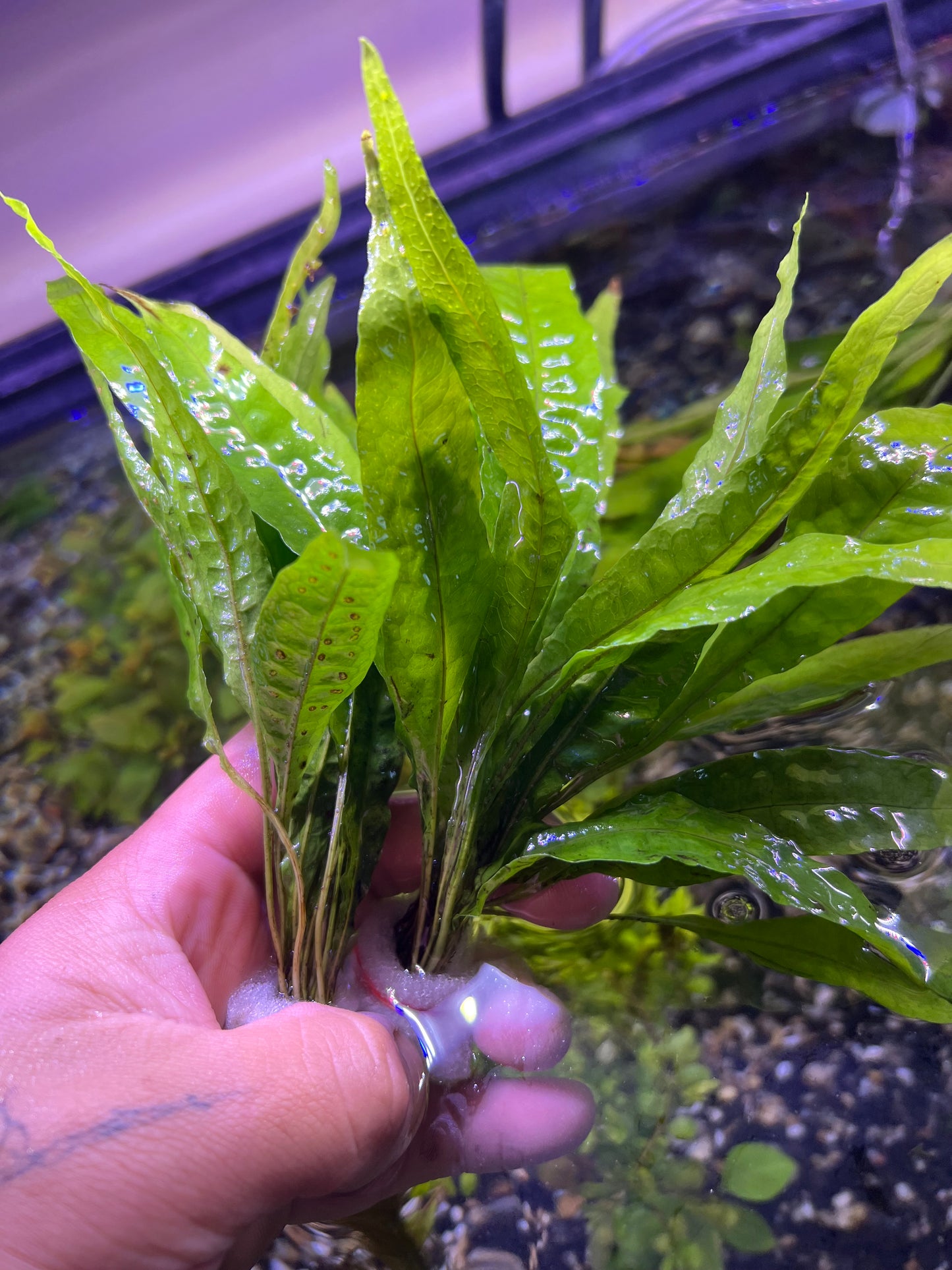 Java Fern