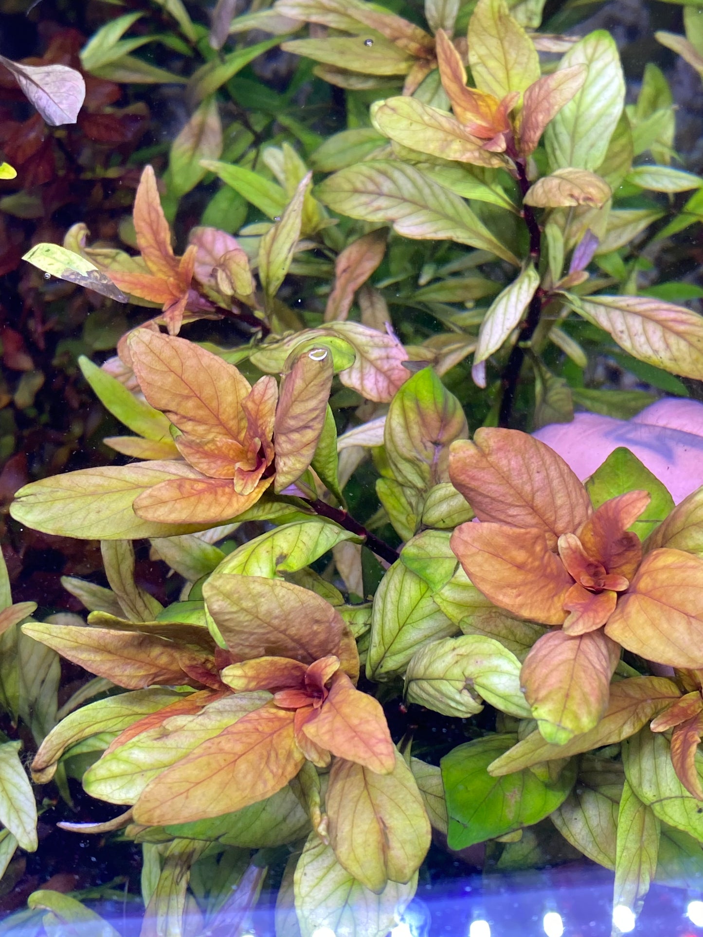 Ludwigia Inclinata “Cuba”