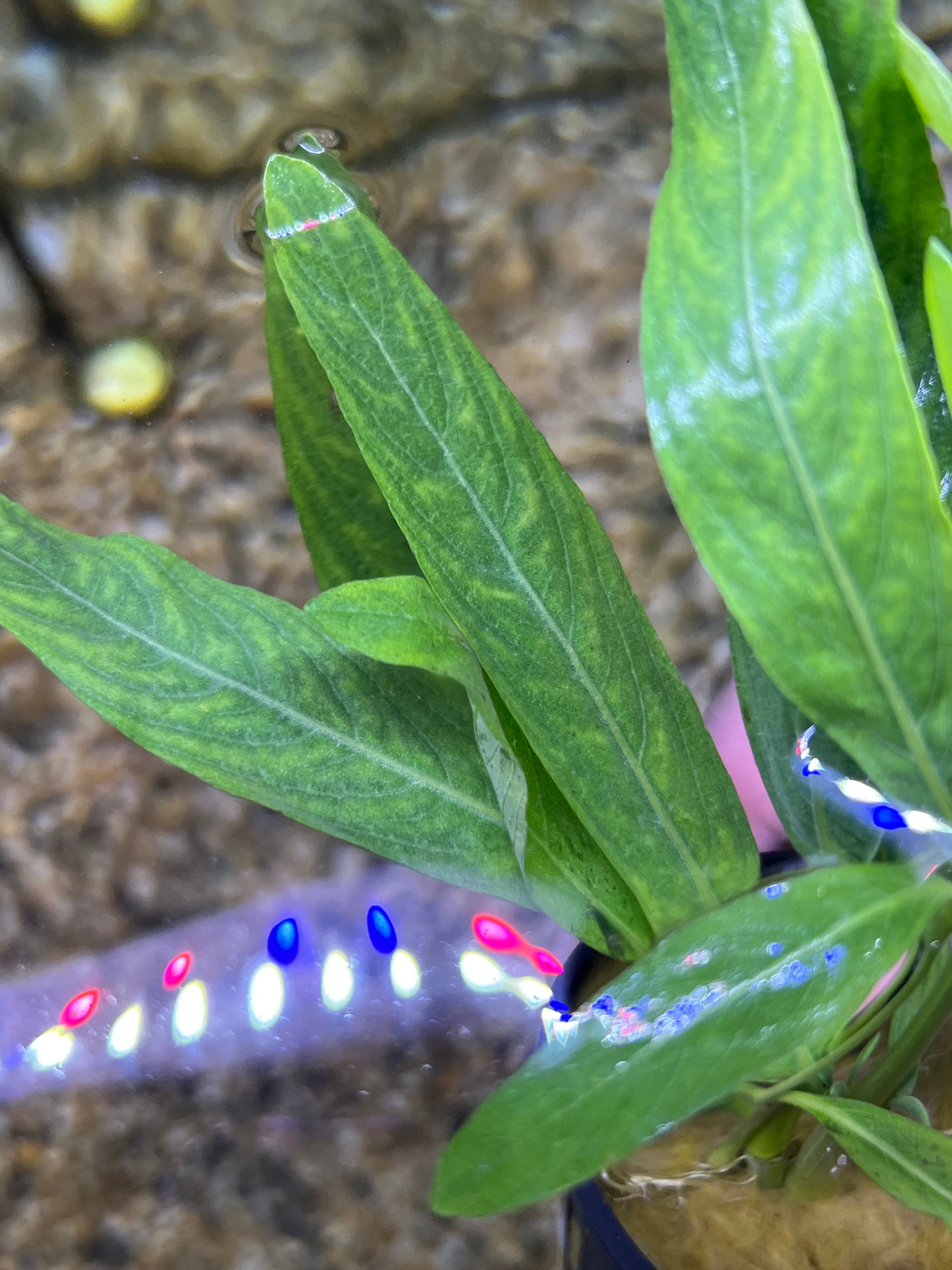 Hygrophila Odora