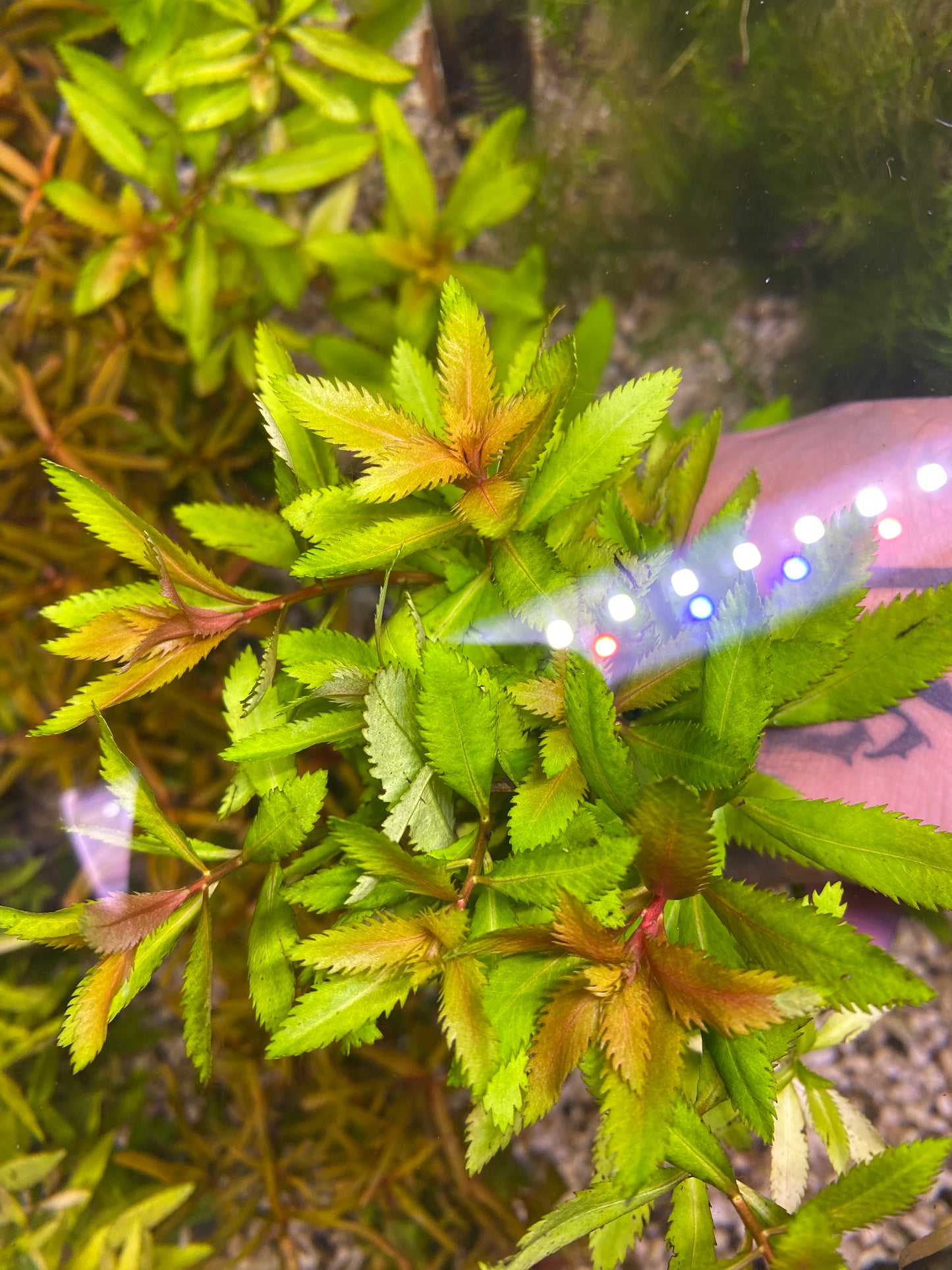 Mermaid Weed
