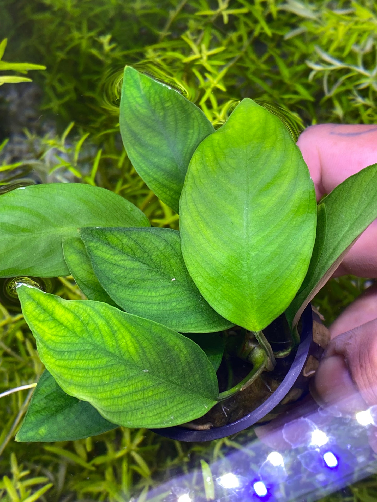 Anubias Nanji (Rare)