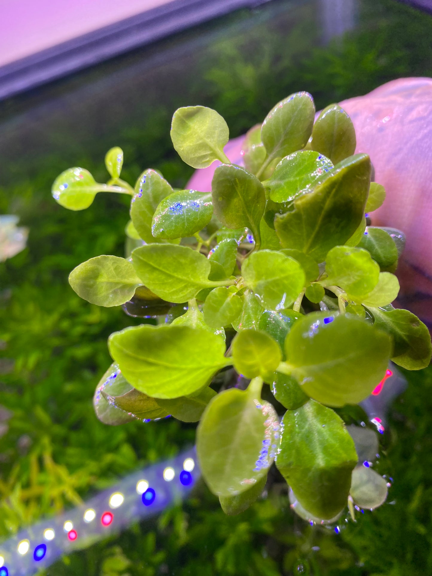 Lobelia Cardinalis (Potted)