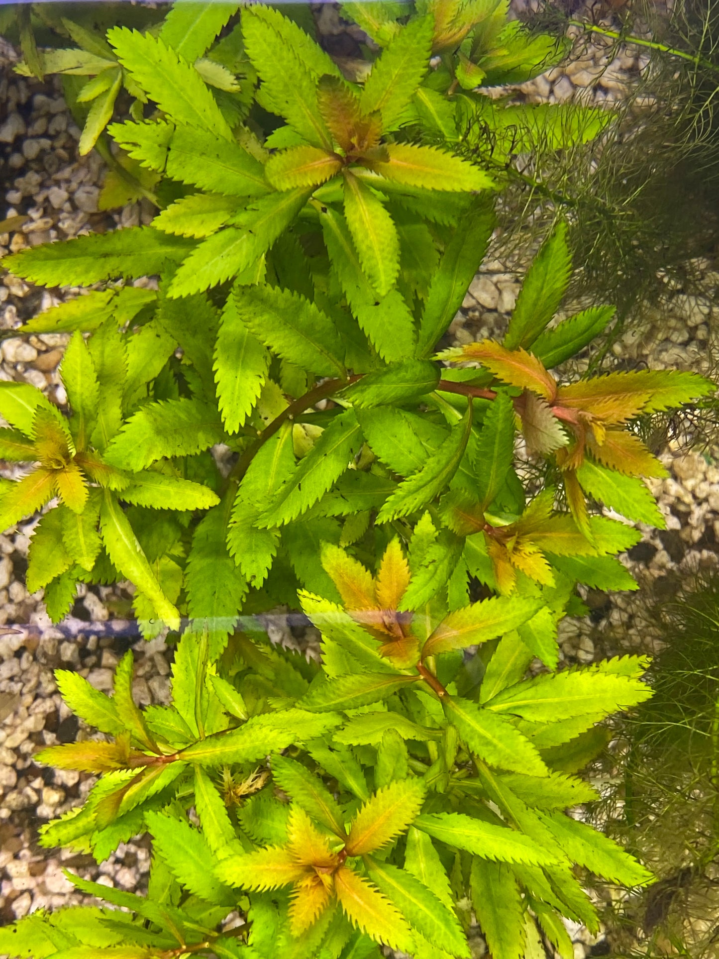 Mermaid Weed