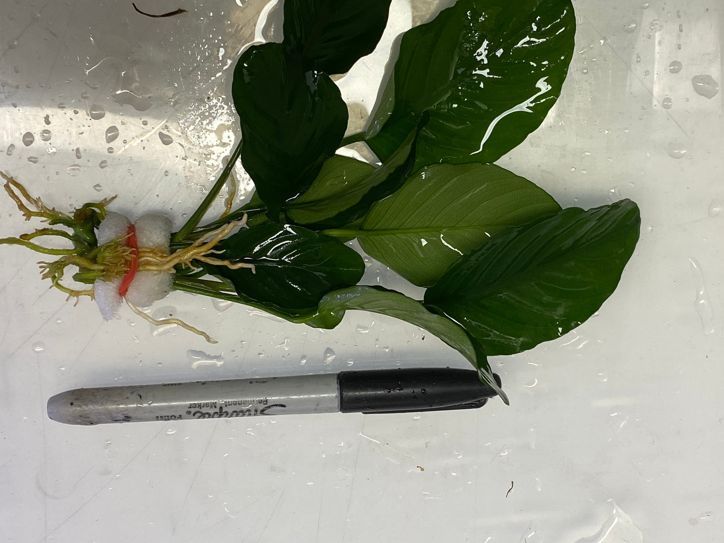 Anubias Barteri “Wrinkled”