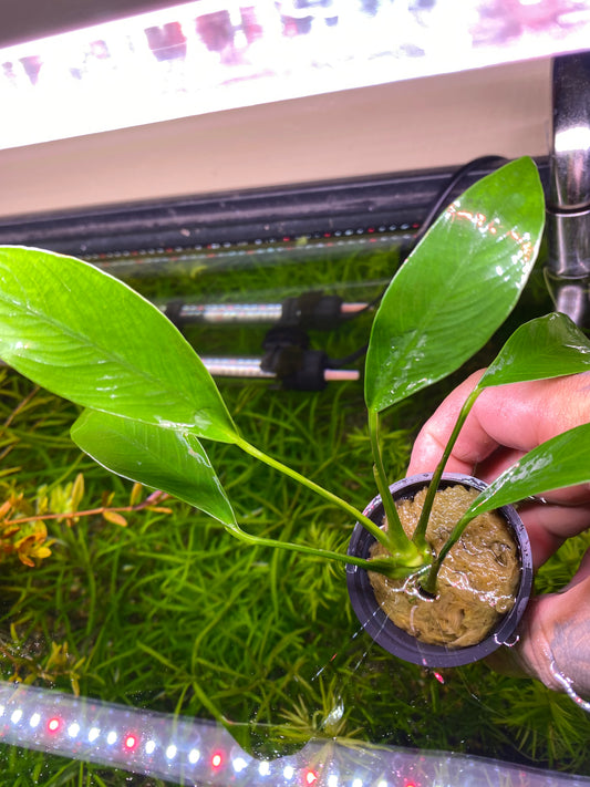 Anubias Congensis