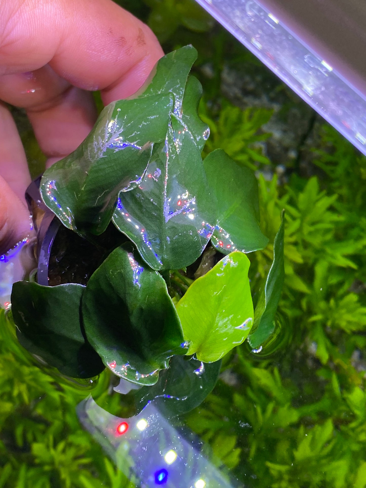 Assorted Anubias Pack