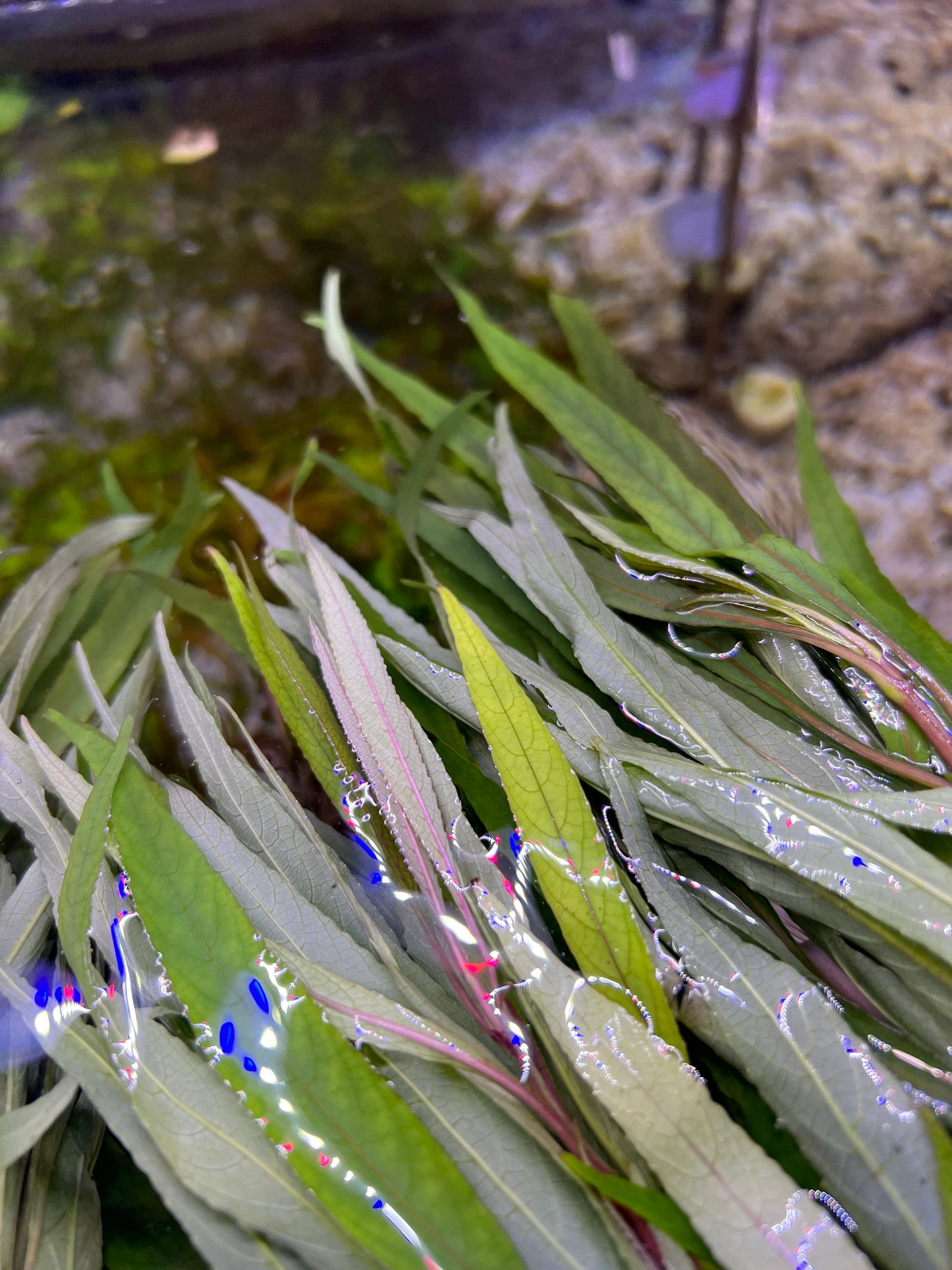 Hygrophilia lacustris
