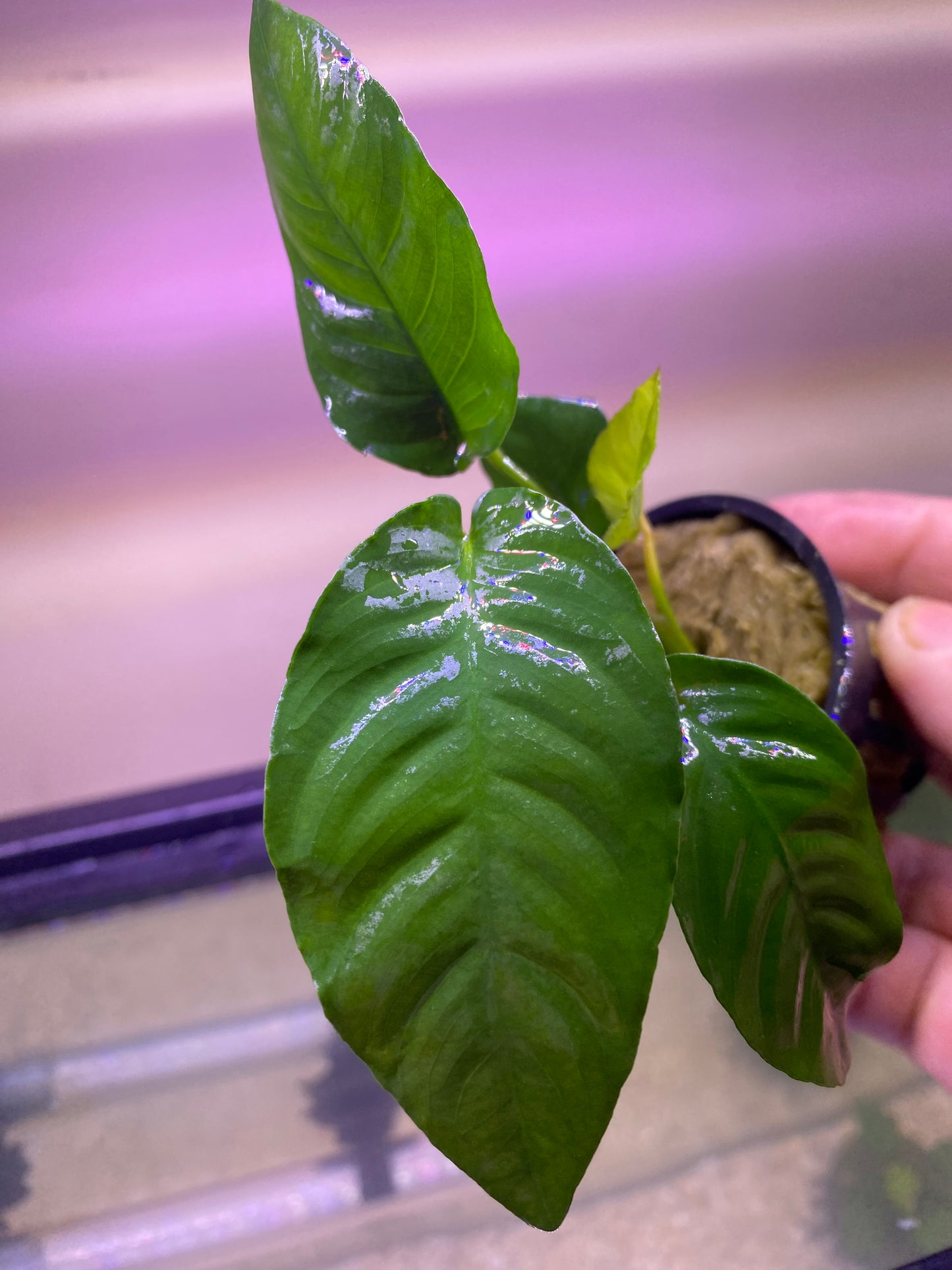 Anubias Barteri “Striped”