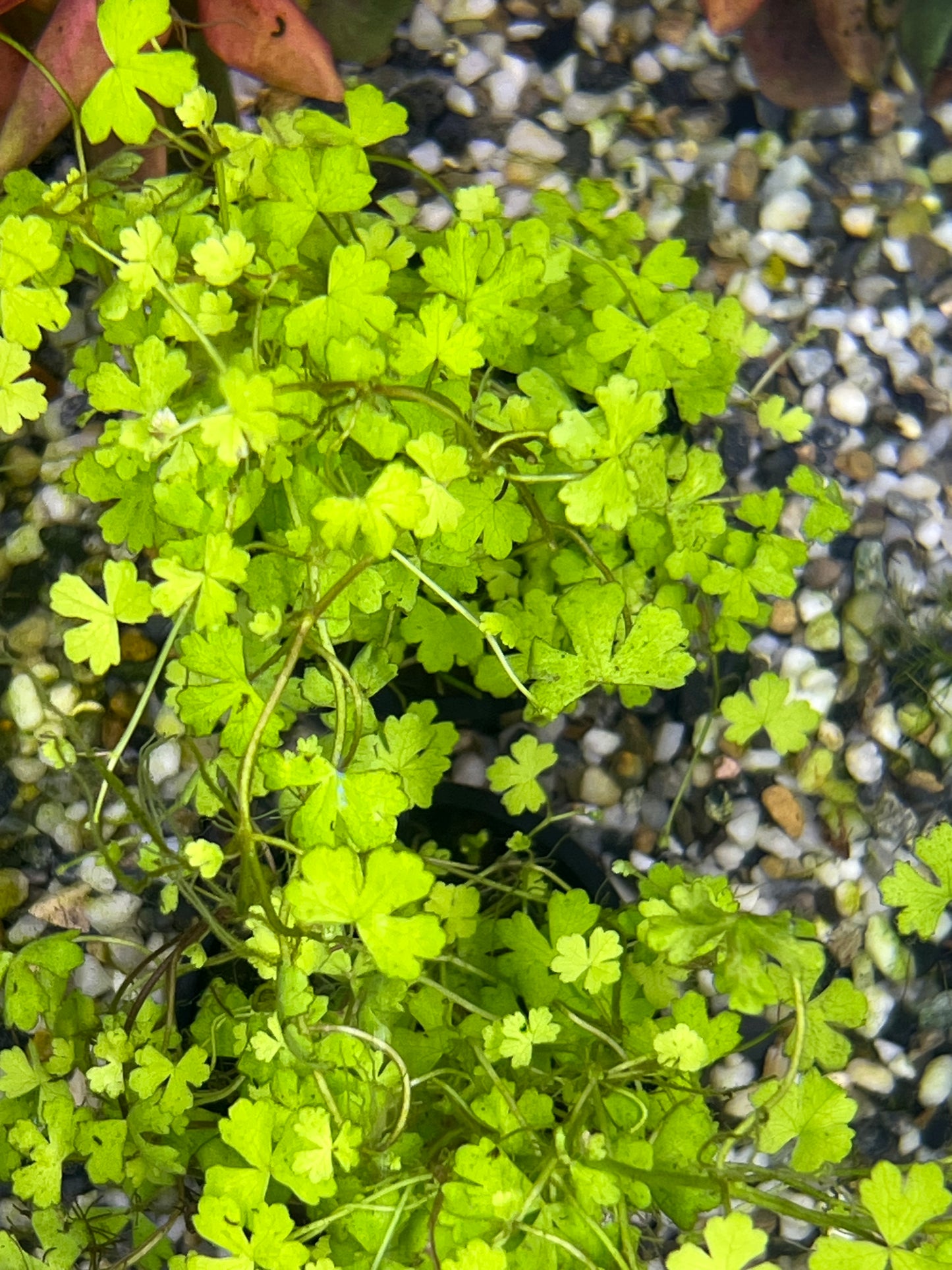 Hydrocotyle japan