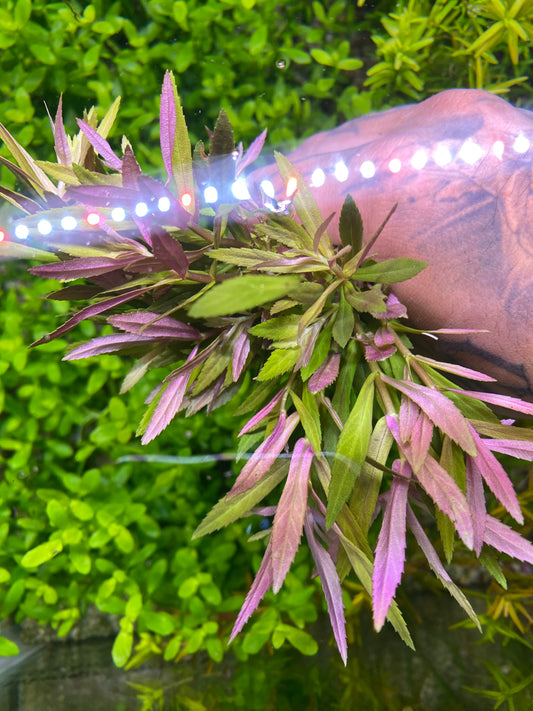 Limnophilia Aromatica
