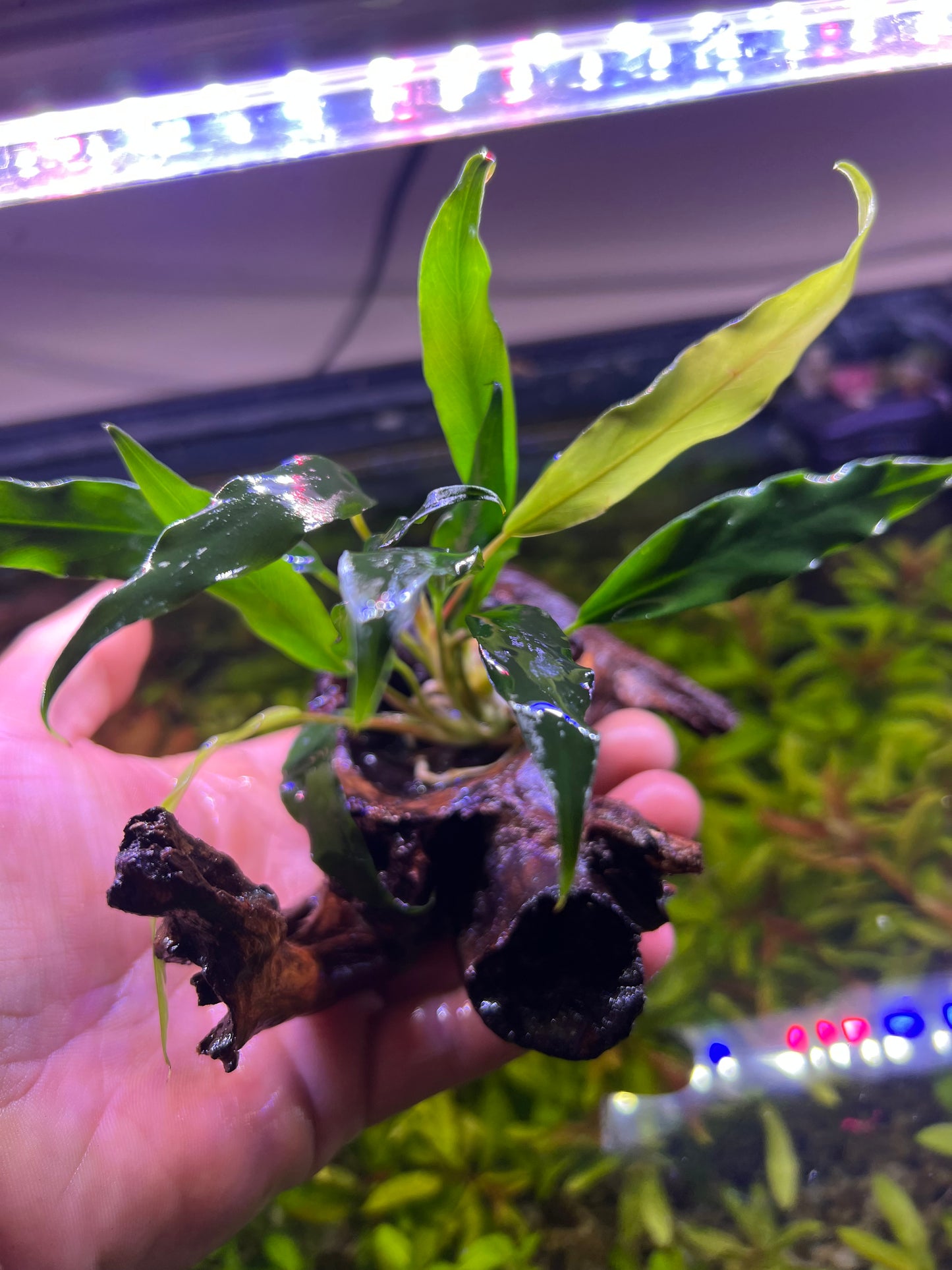 Anubias on driftwood