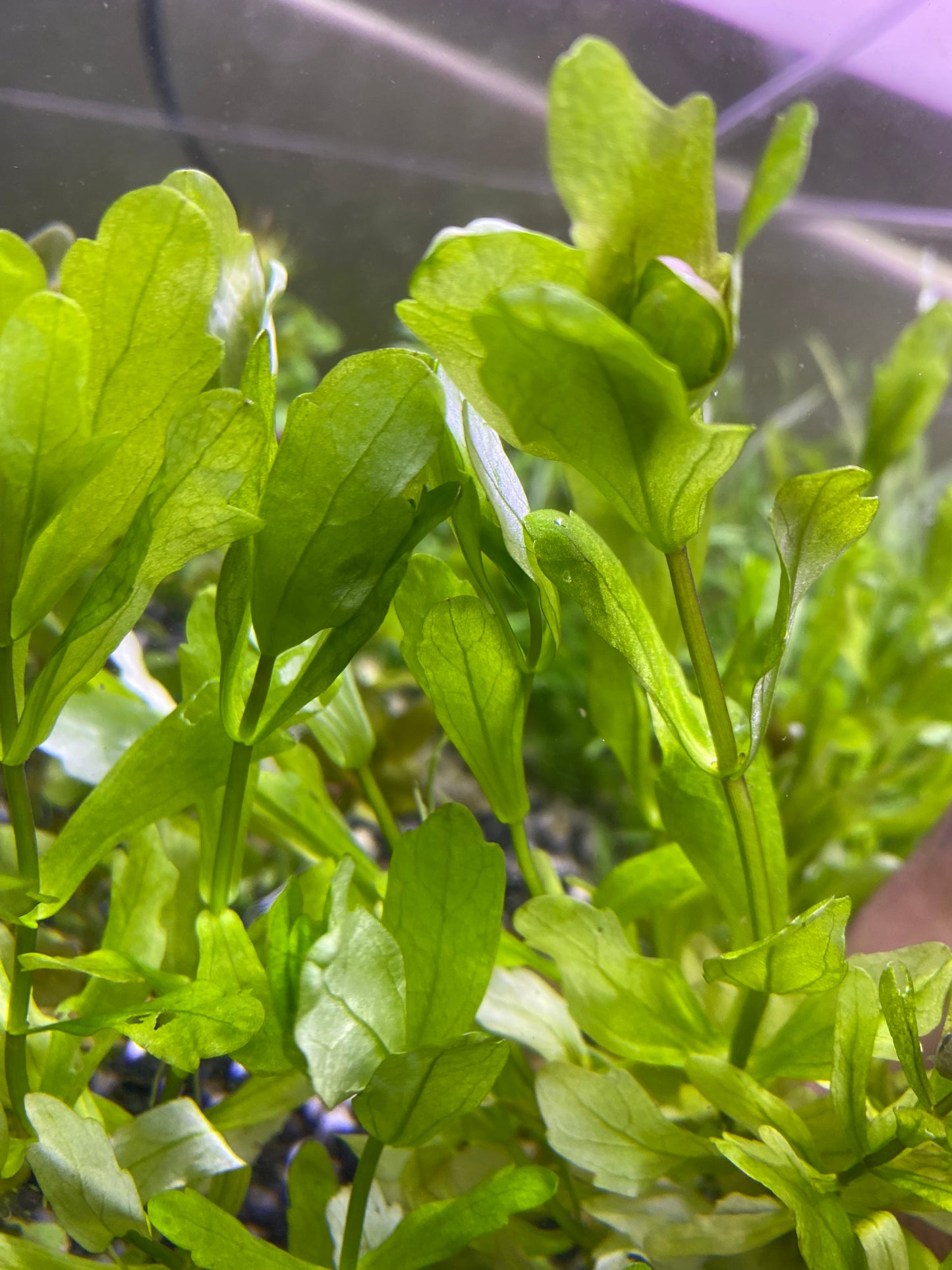 Betta Tank Plant Pack!