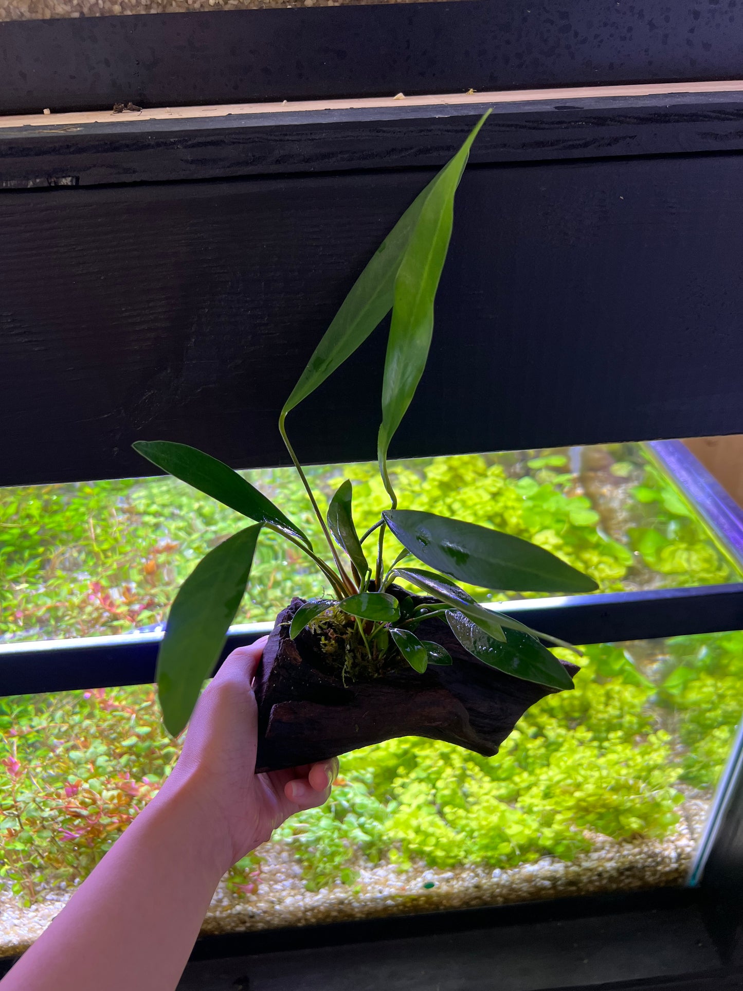 Anubias on driftwood