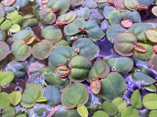 Red Root Floaters