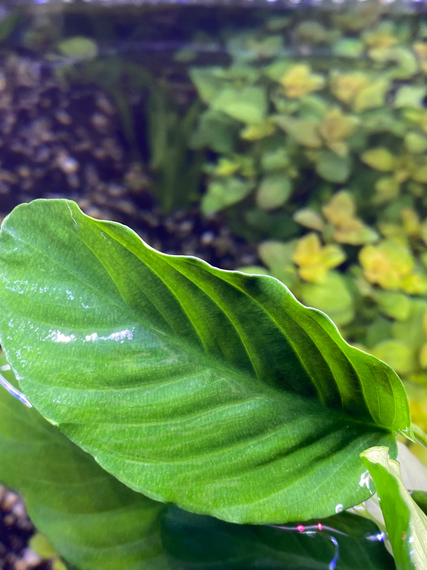 Anubias Barteri “Wrinkled”