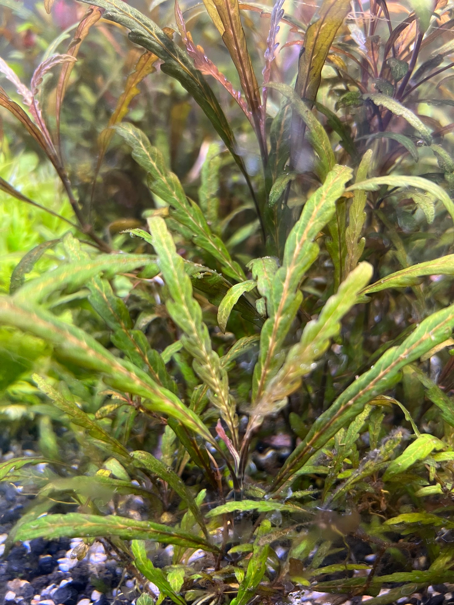 Hygrophila pinnatifida (submerged grown)