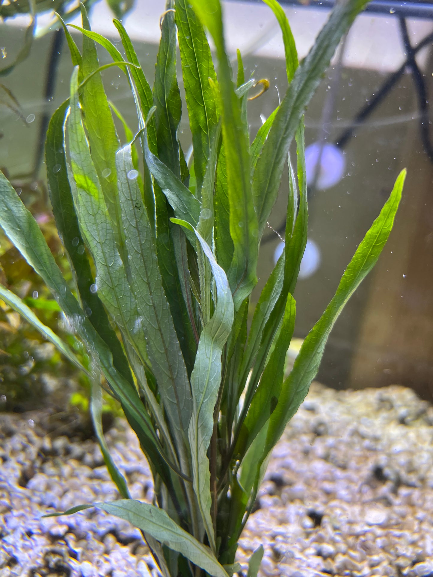 Hygrophilia lacustris