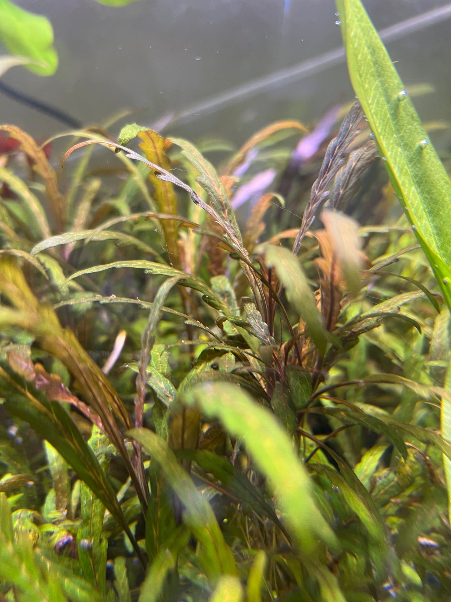 Hygrophila pinnatifida (submerged grown)