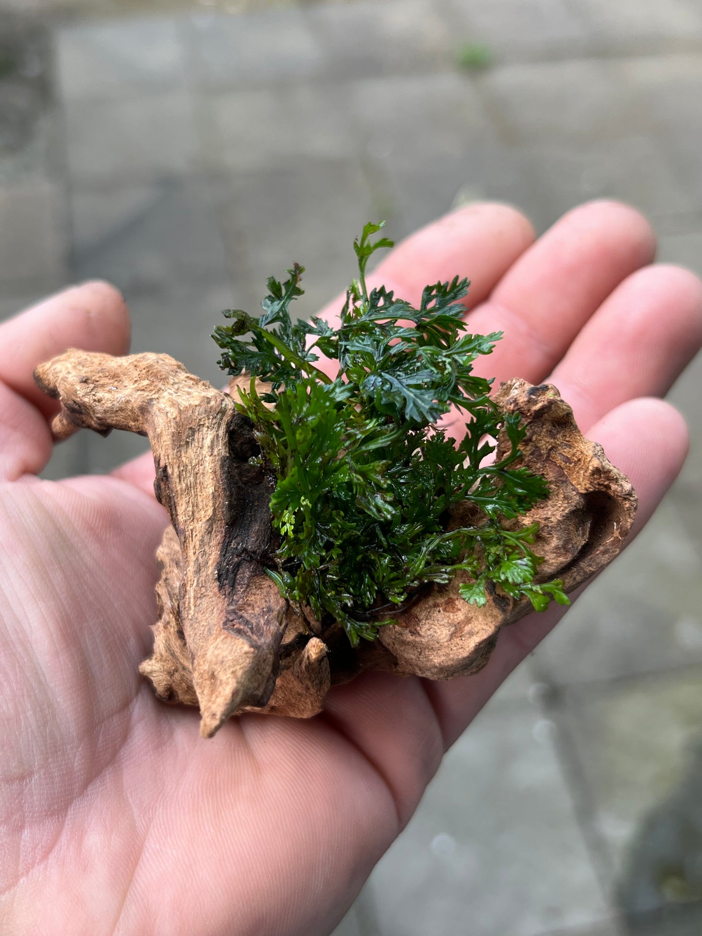 Mini Bolbitis on driftwood