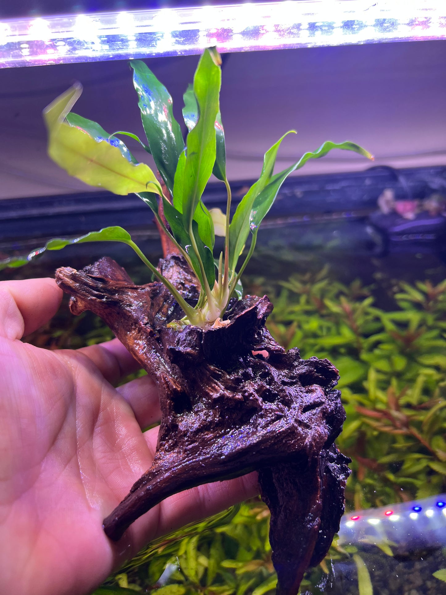 Anubias on driftwood