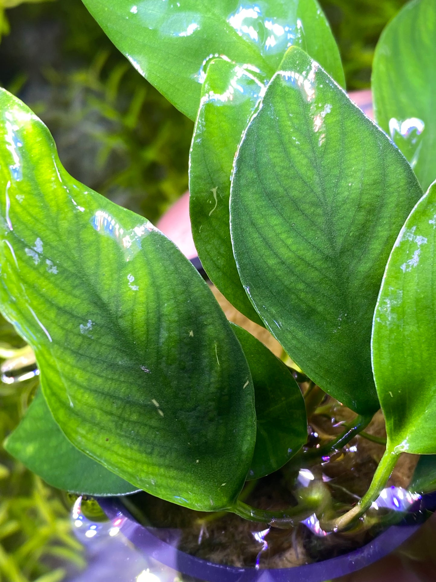 Anubias Nanji (Rare)