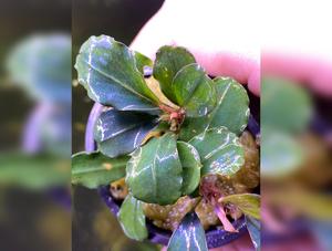 Bucephalandra Boyan