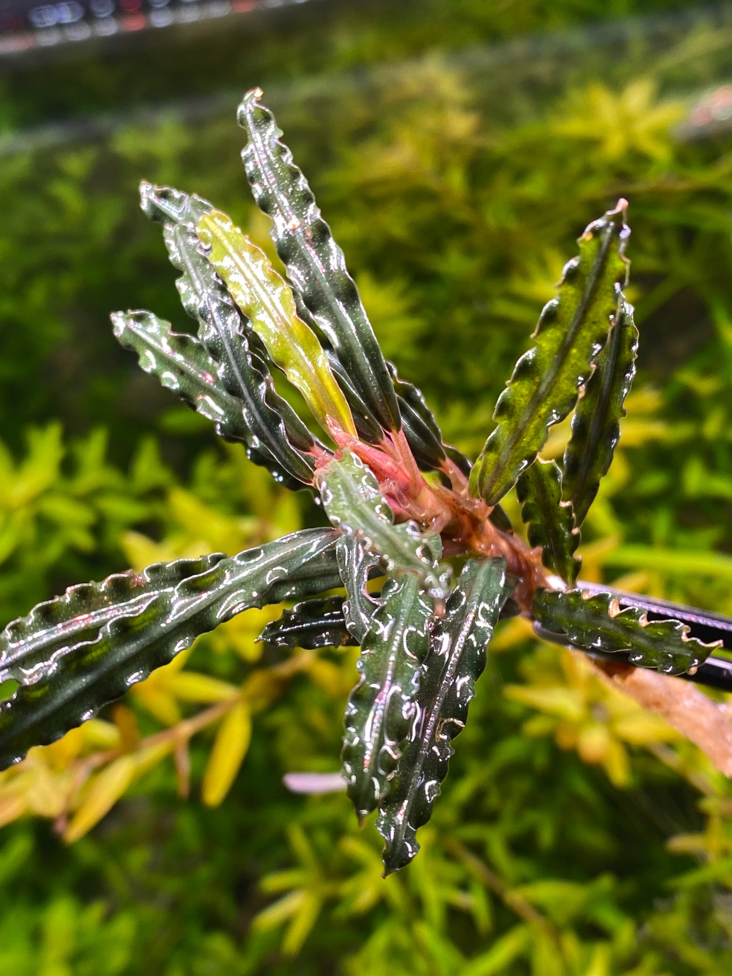 Bucephalandra red velvet