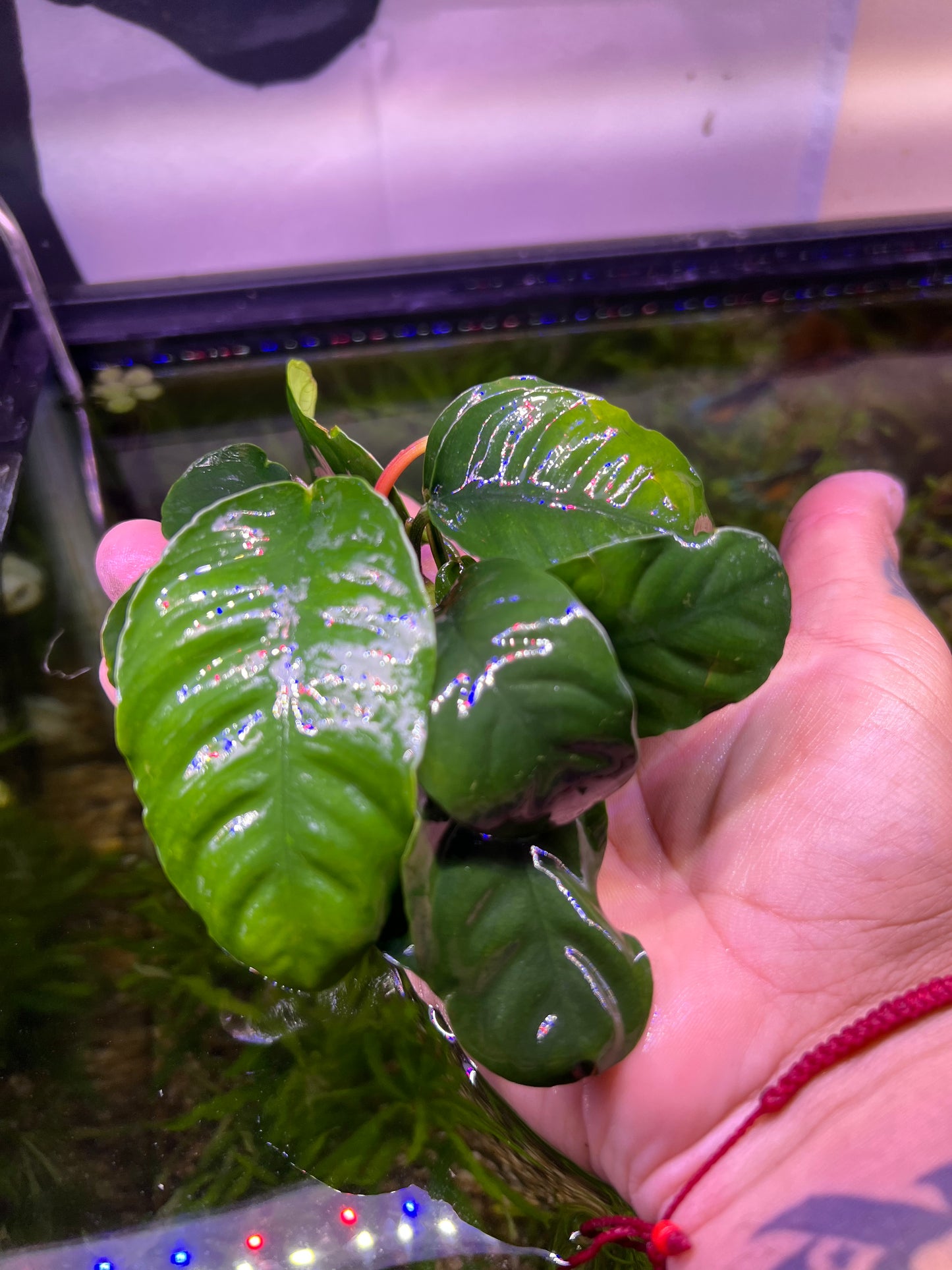 Anubias Coffeefolia