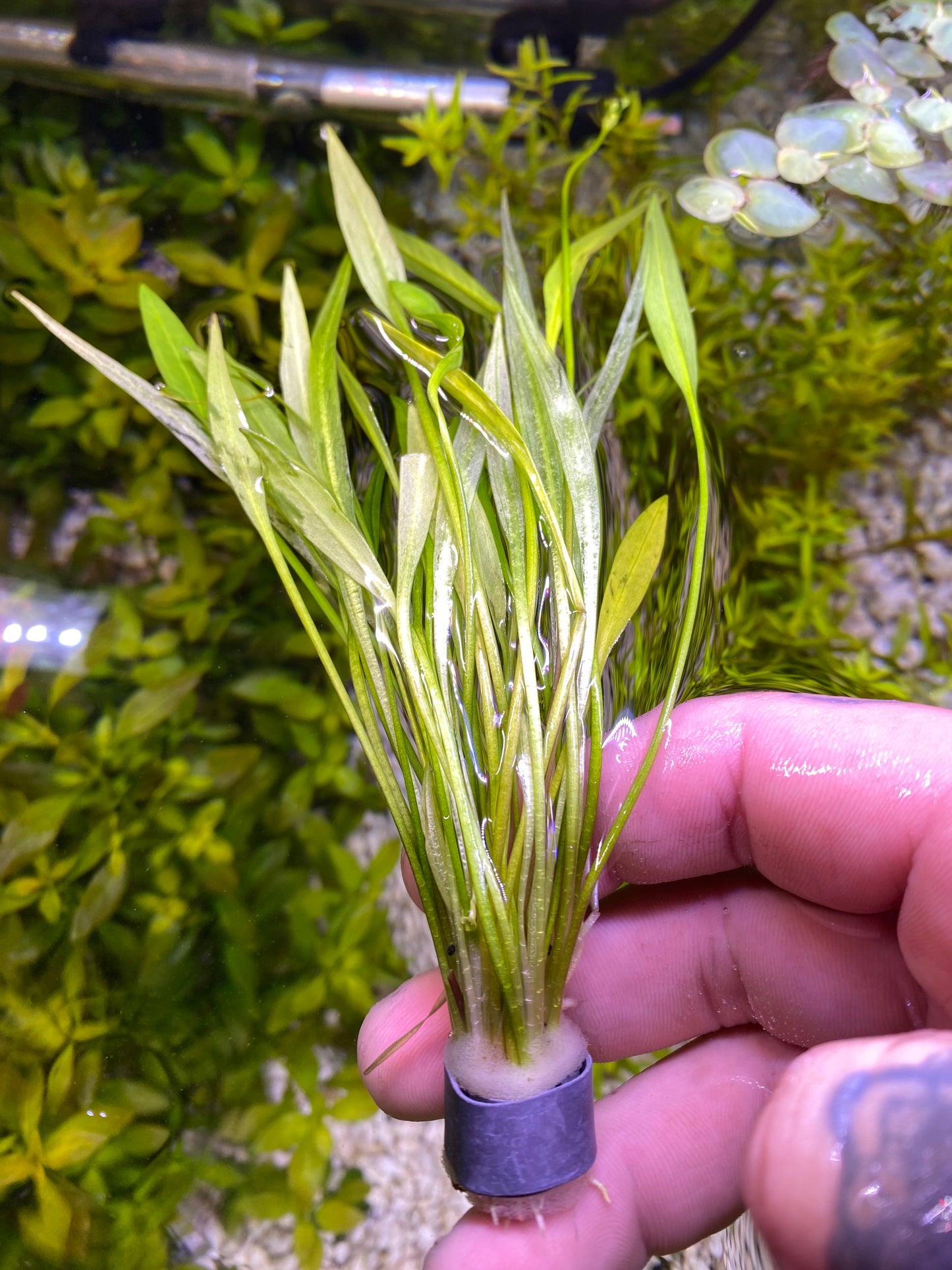 Echinodorus Xinguensis (Dwarf Sword)