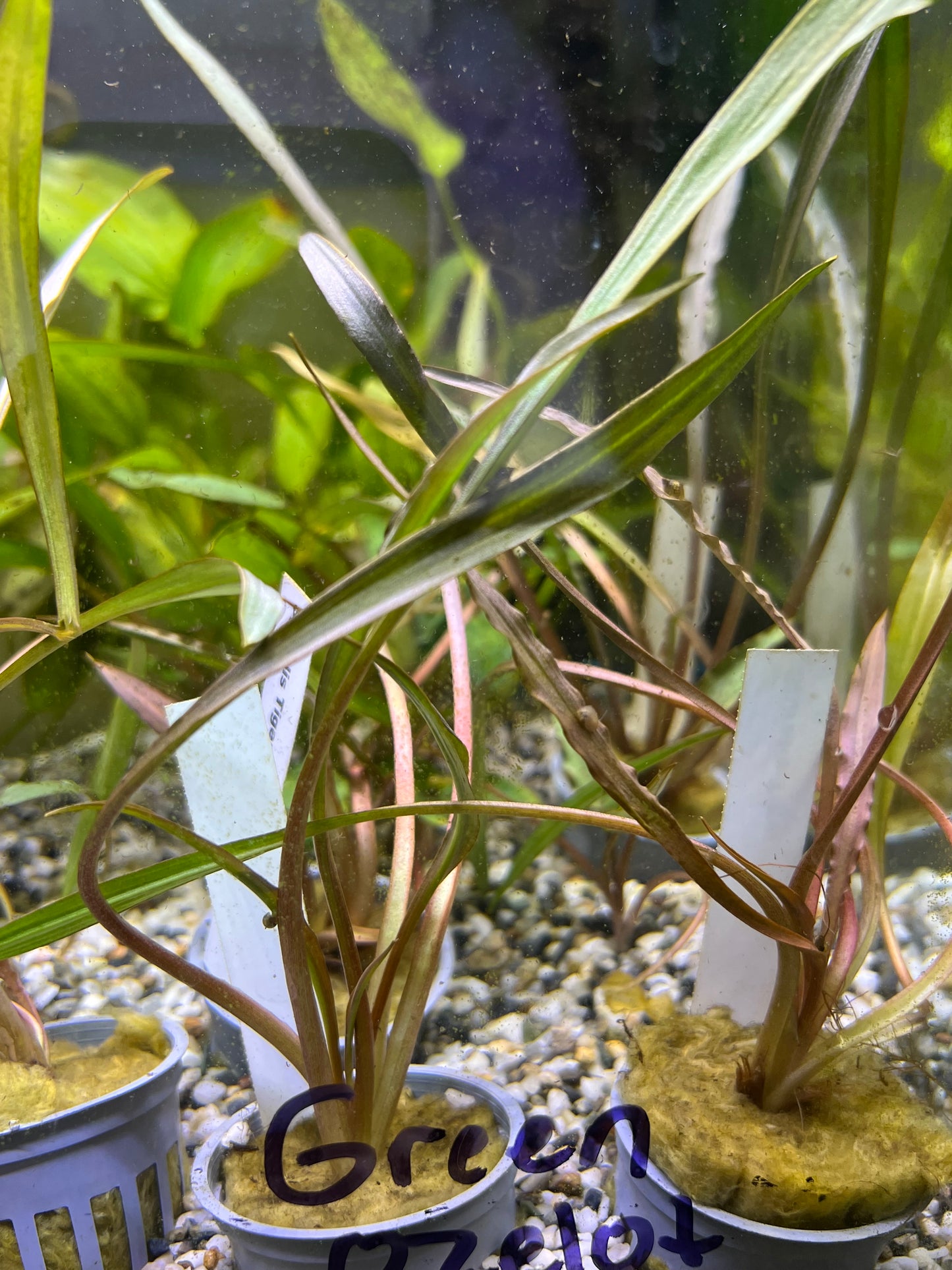 Crypt Spiralis “Tiger”