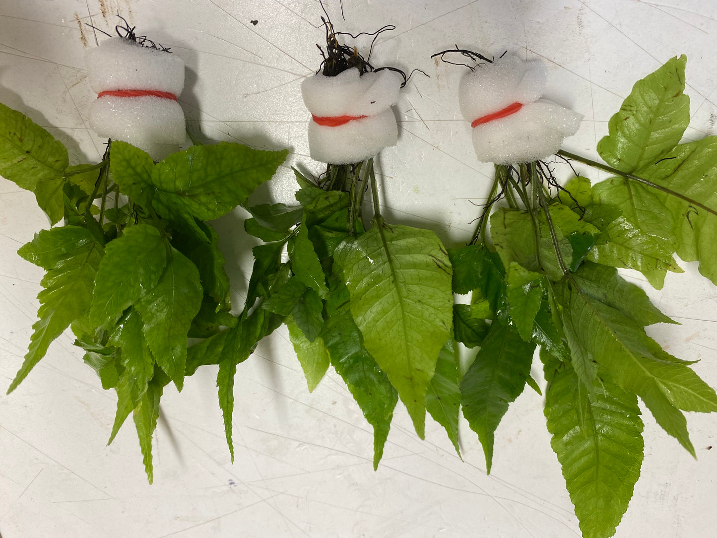 Bolbitis Heteroclita(Asian water fern)