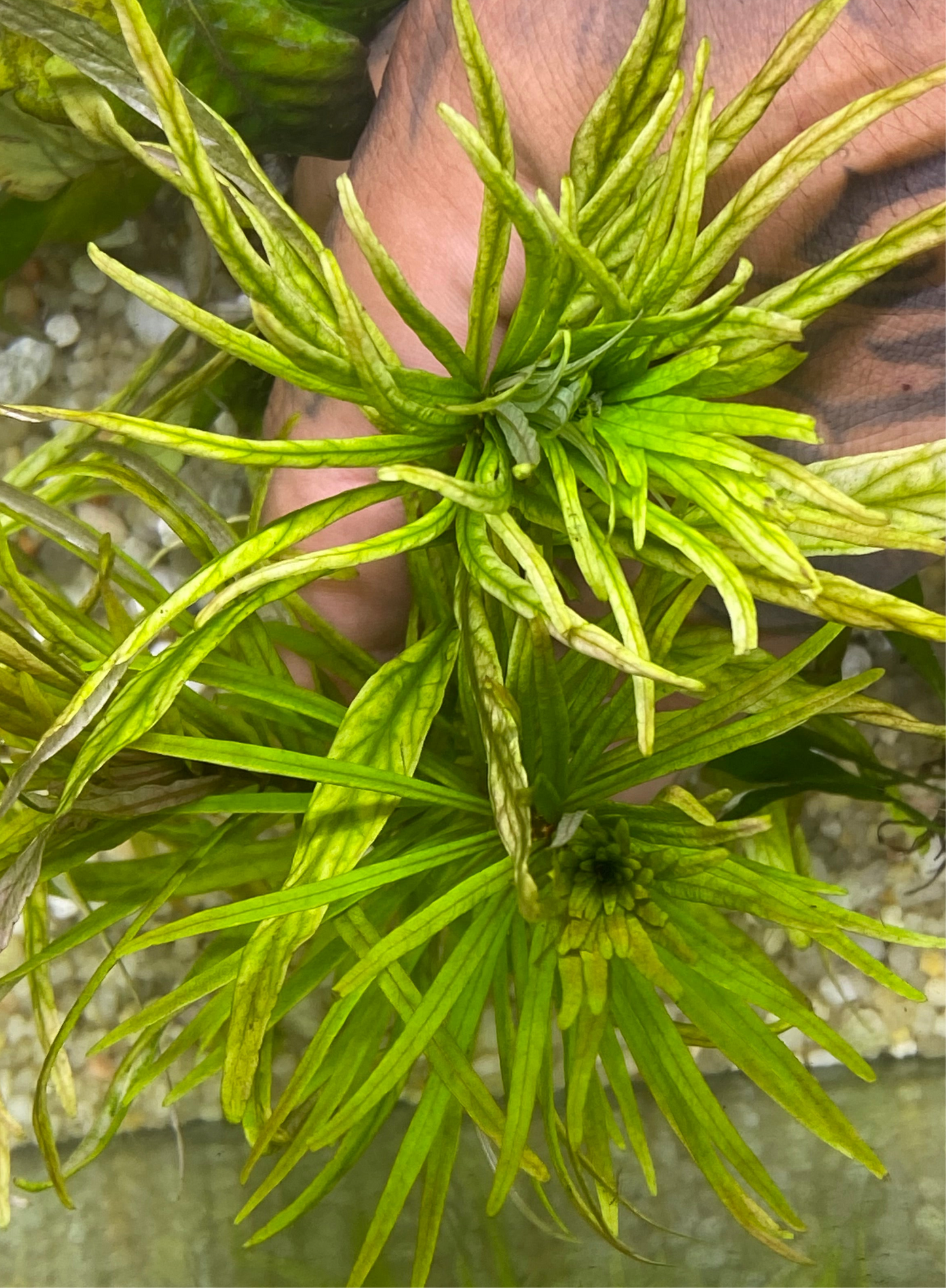 Ludwigia Inclinata “Cuba”