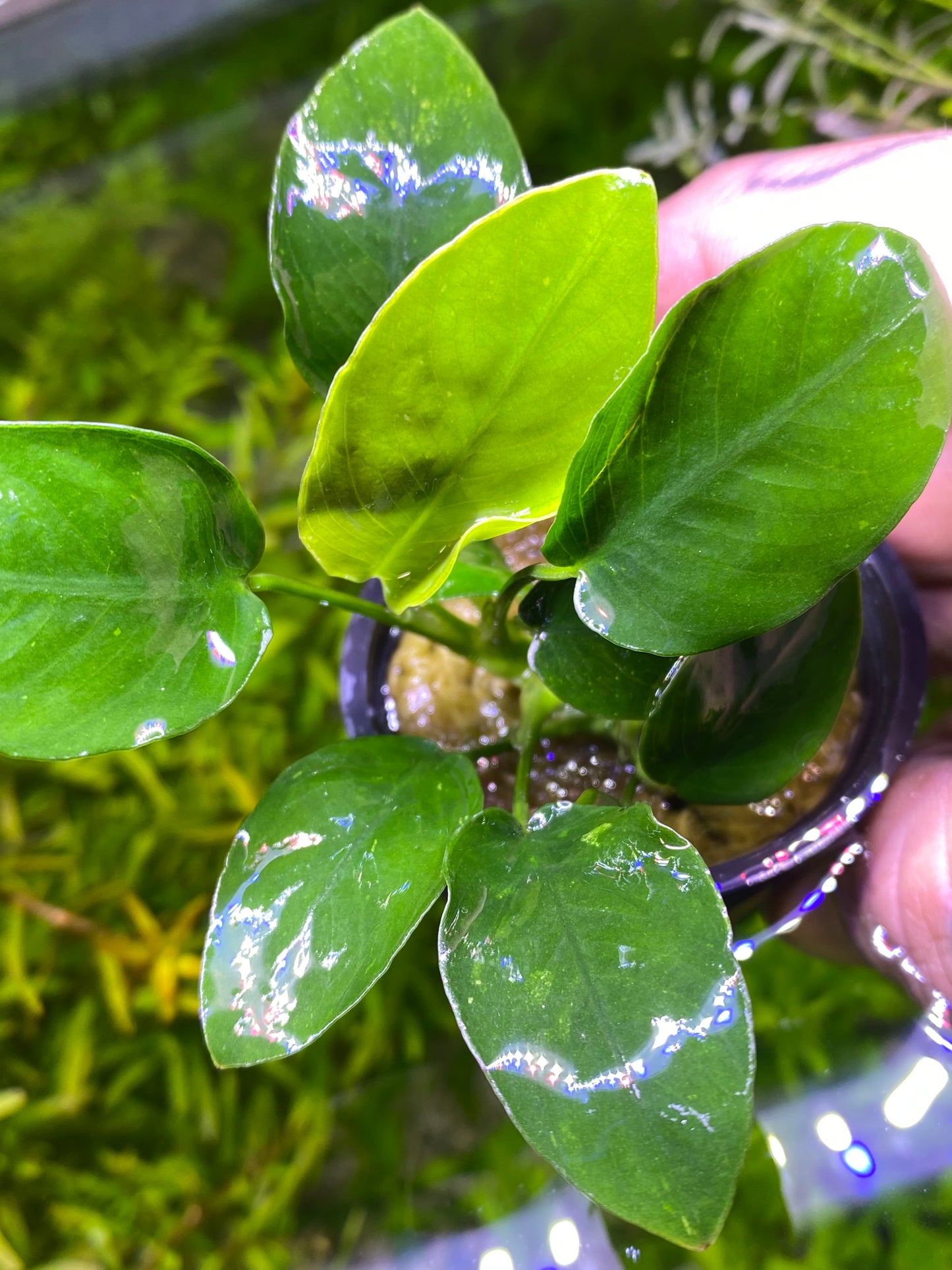 Anubias Nana