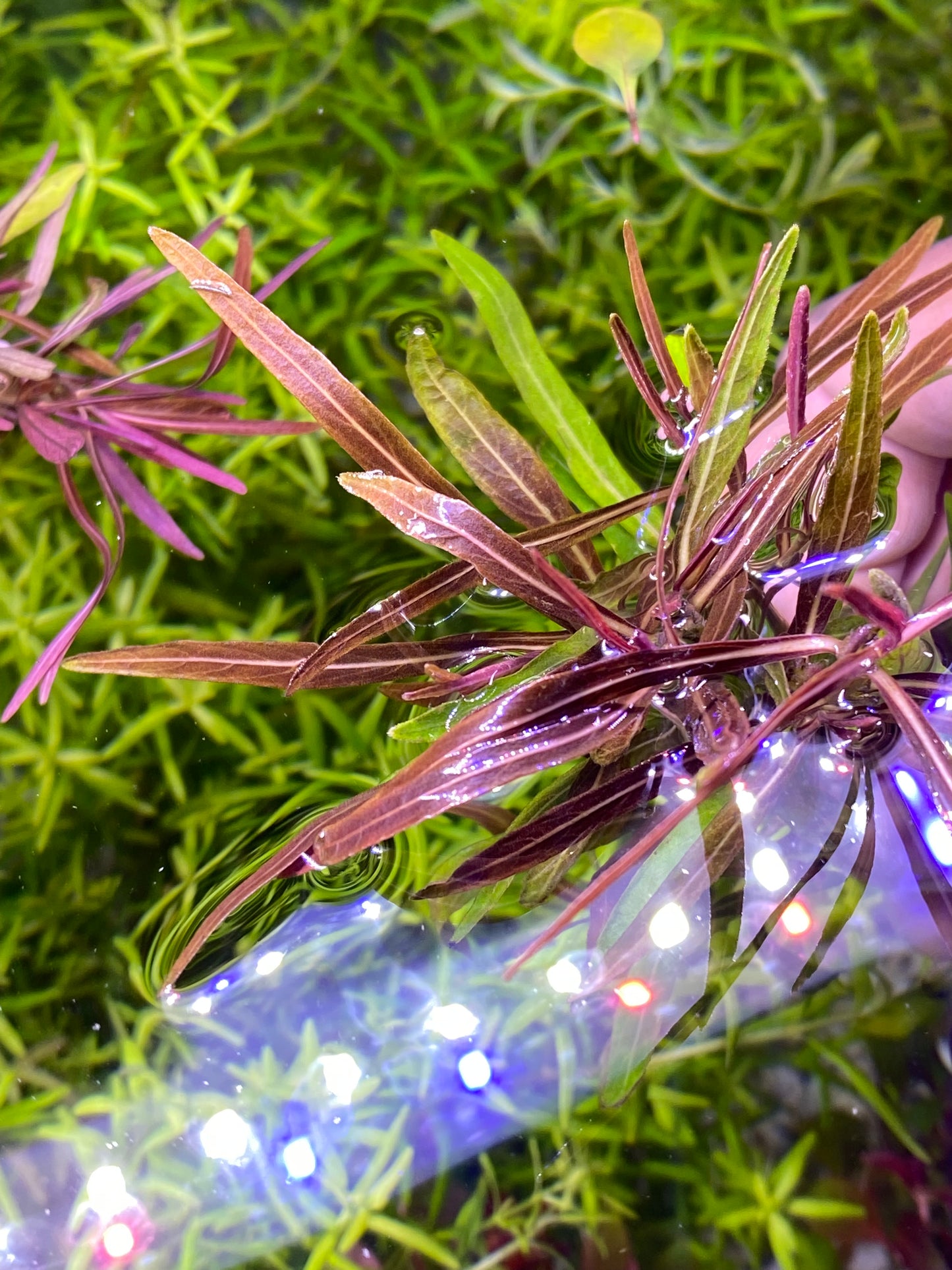 Hygrophilia Araguaia