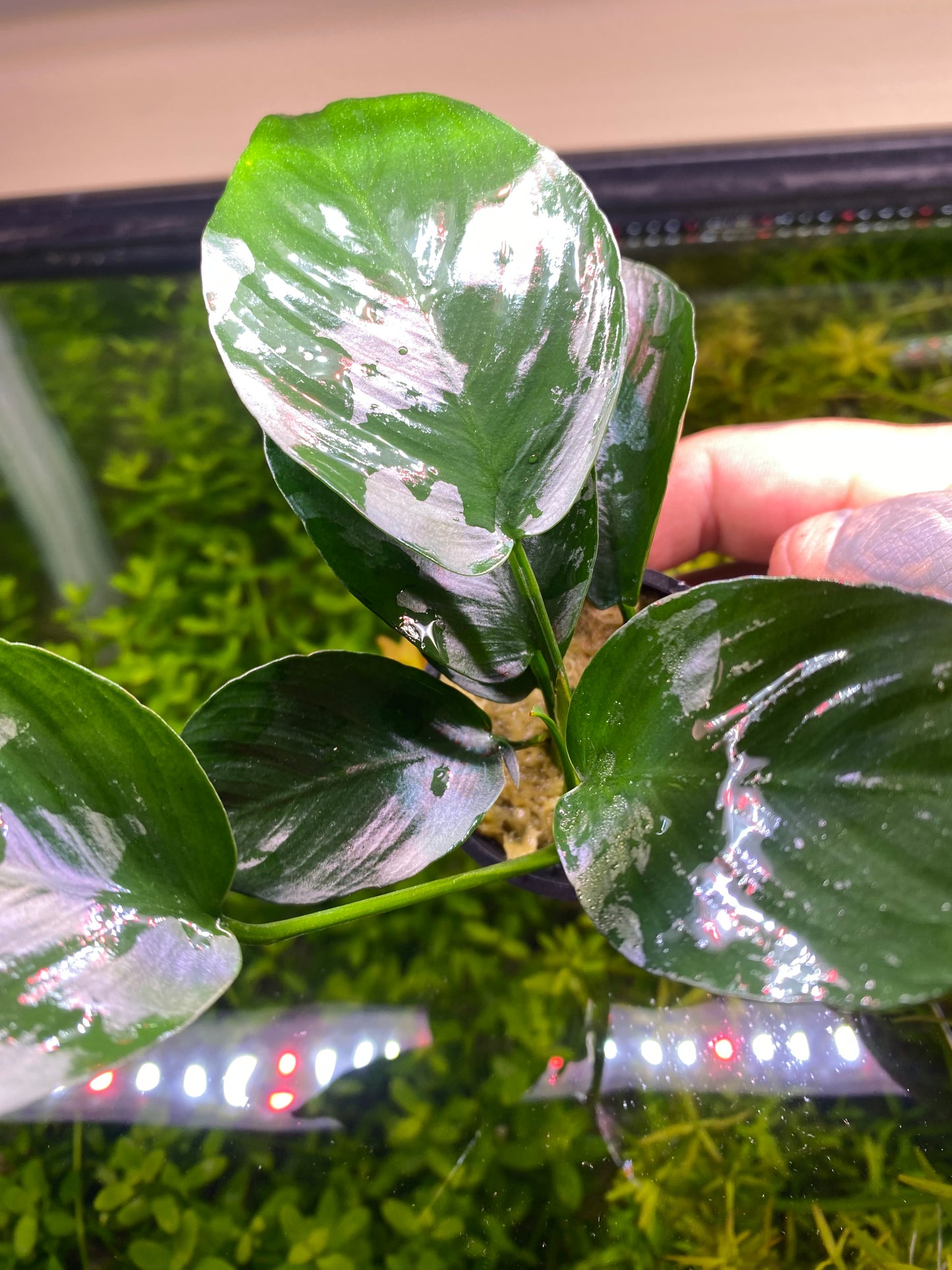 Anubias Barteri Broad Leaf