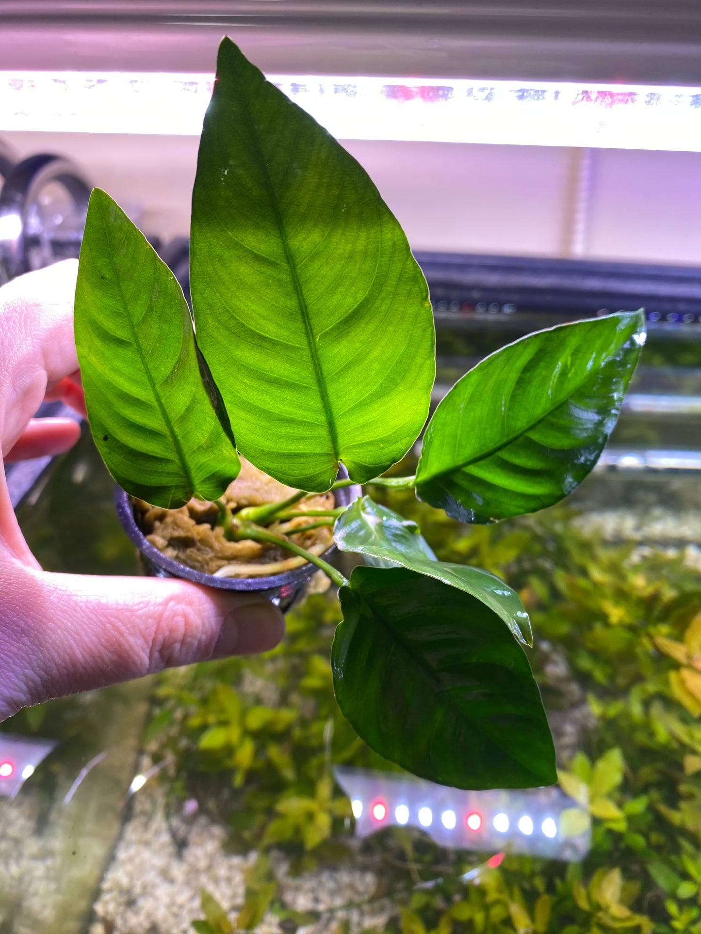 Anubias Barteri “Striped”