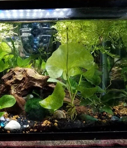 Banana Plant (Nymphoides Aquatica)