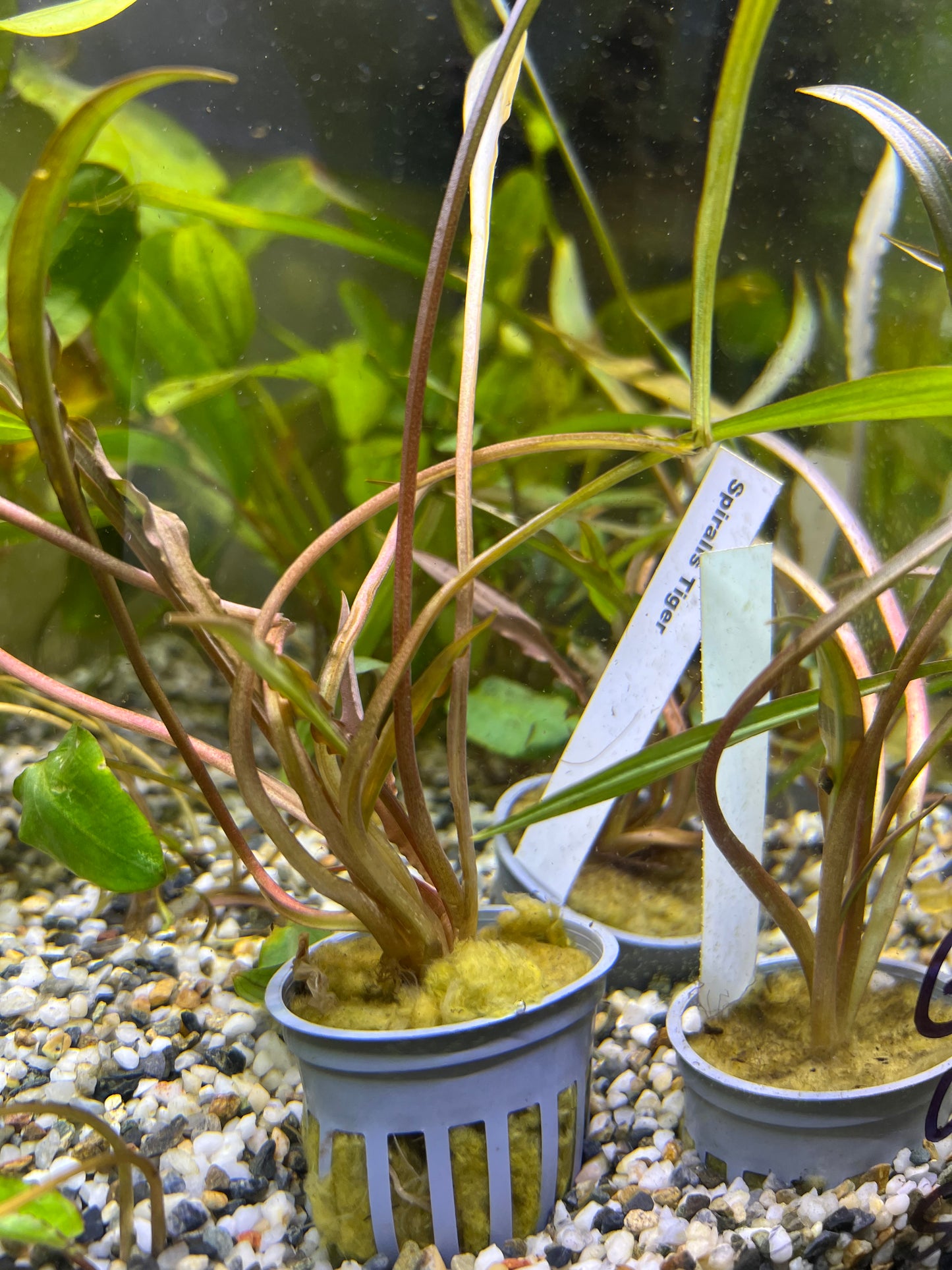 Crypt Spiralis “Tiger”