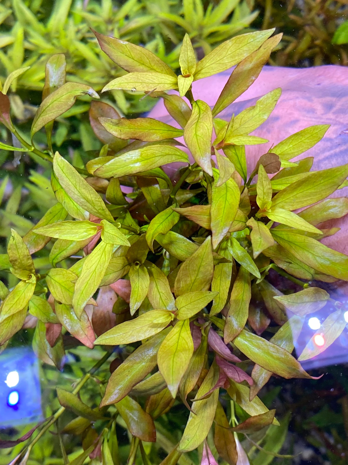 Ludwigia Repens Narrow Leaf