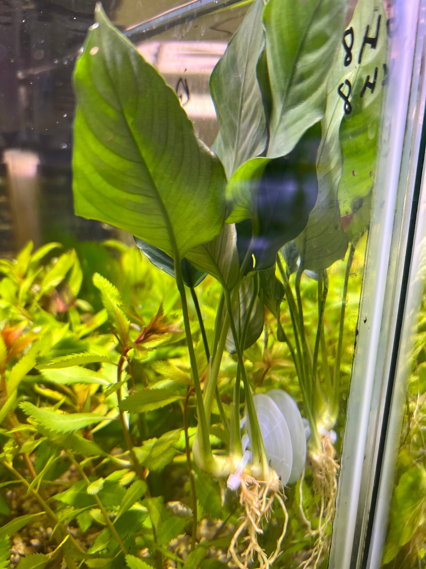 Anubias on suction cup