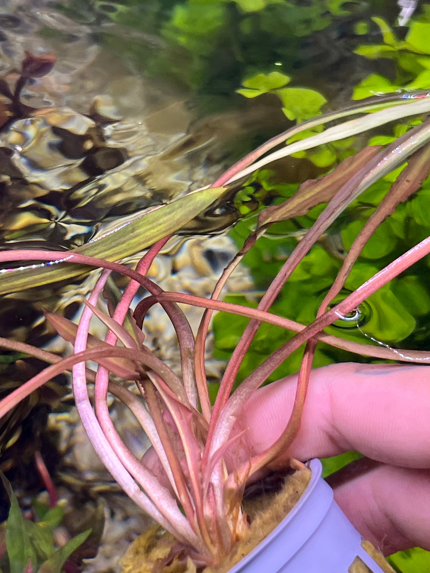 Crypt Spiralis “Tiger”