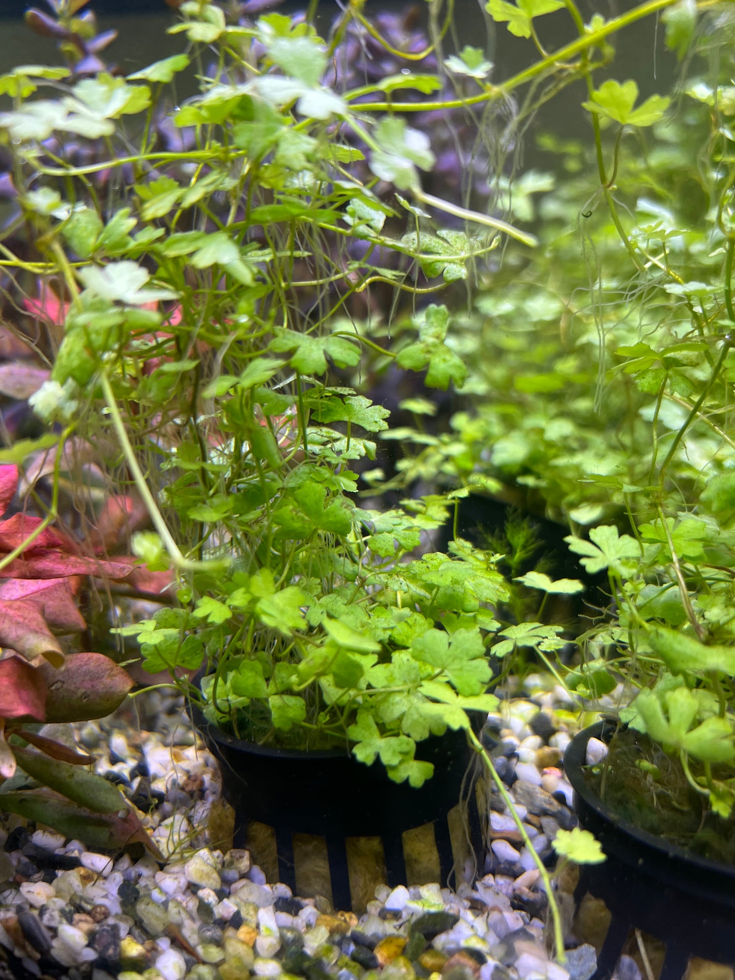 Hydrocotyle japan