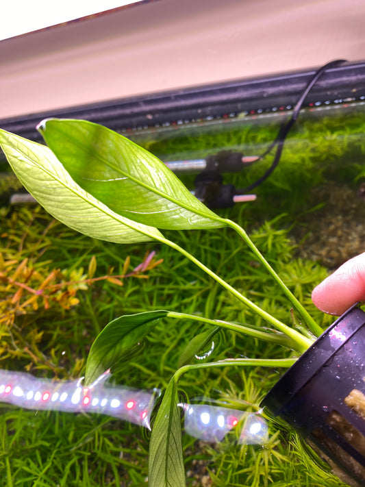 Anubias Congensis