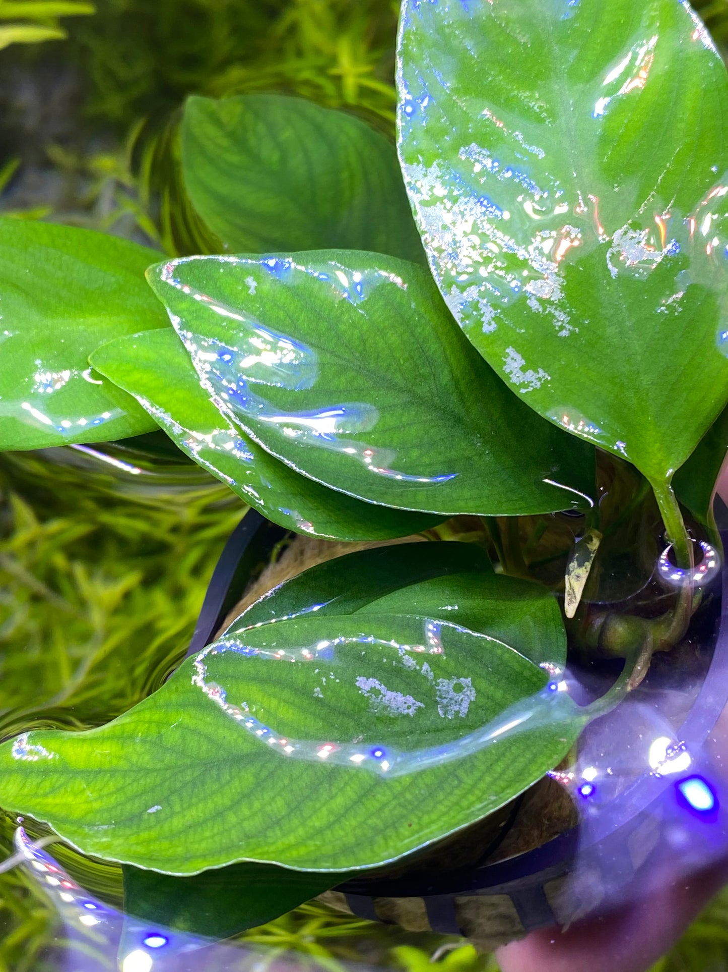 Anubias Nanji (Rare)