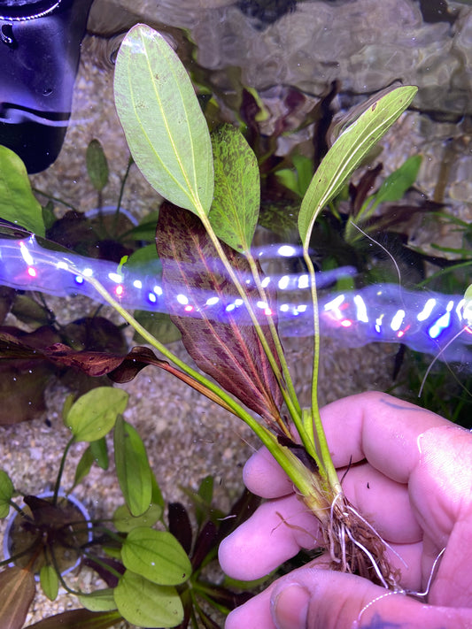 Red Flame Sword