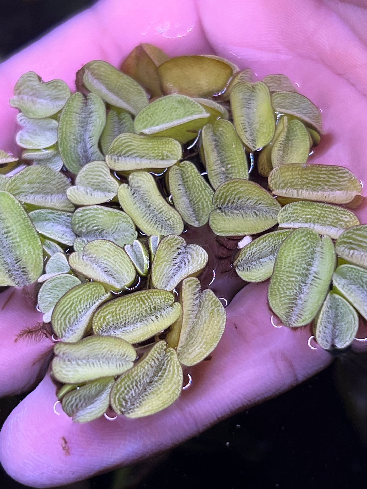 Salvinia Natans