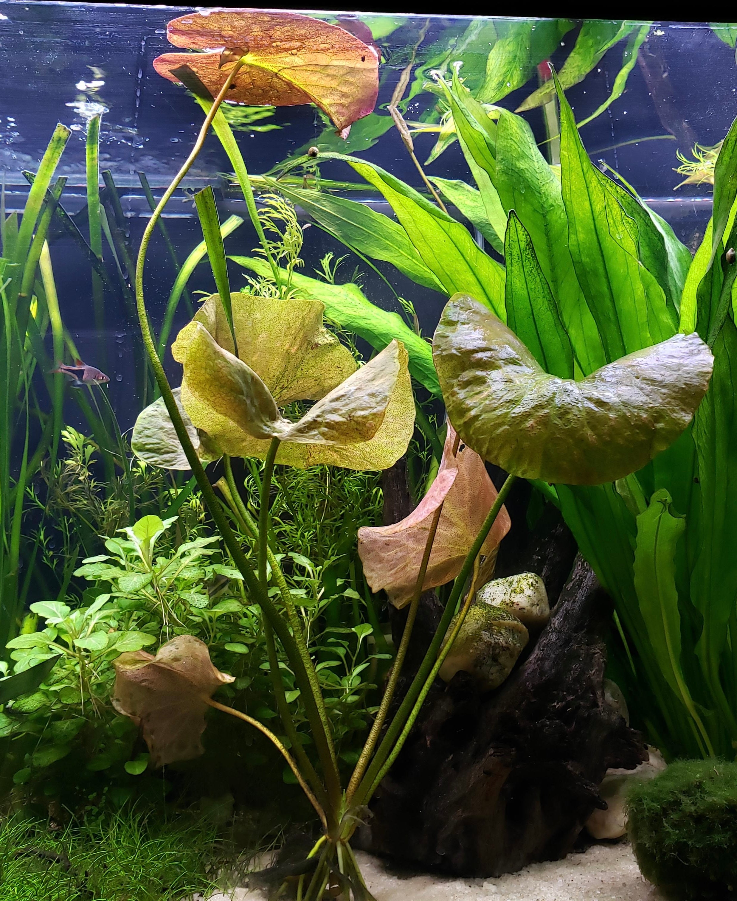 Plant Care Banana Plant For Fish Tank Fish Aquarium Banana Plant