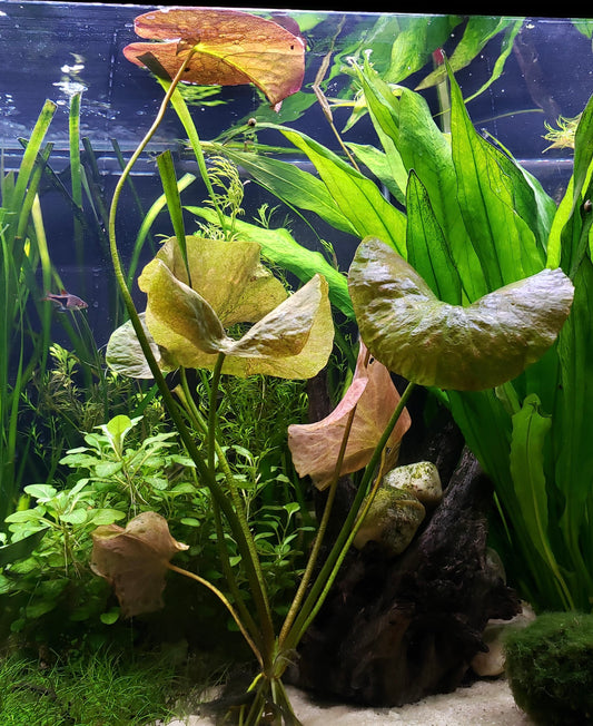 Banana Plant (Nymphoides Aquatica)